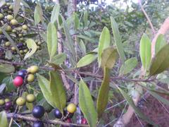 Euclea natalensis angustifolia