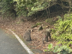 Macaca fuscata yakui