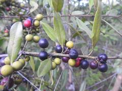 Euclea natalensis angustifolia