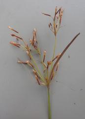 Fimbristylis bisumbellata