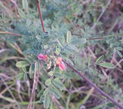 Indigofera tinctoria arcuata