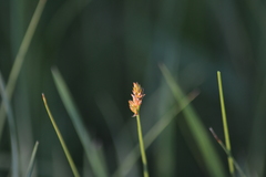 Carex bicknellii