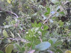 Searsia pyroides pyroides