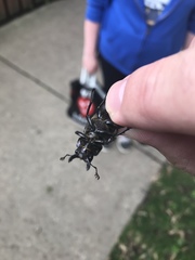 Lucanus placidus