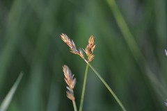 Carex bicknellii