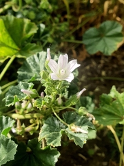 Malva neglecta