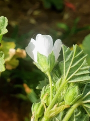 Malva neglecta