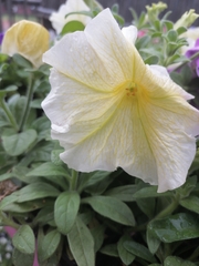 Petunia × atkinsiana