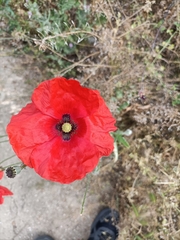 Papaver rhoeas