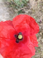 Papaver rhoeas