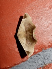 Psimada quadripennis