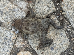 Bufo bufo
