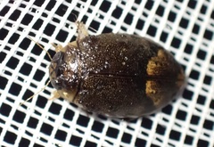 Rhantaticus congestus