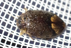 Rhantaticus congestus