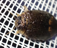 Rhantaticus congestus