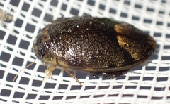 Rhantaticus congestus