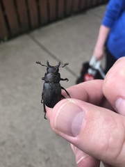 Lucanus placidus
