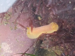 Doriopsilla albopunctata