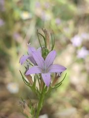 Campanula rapunculus