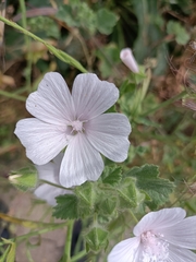 Malva hispanica