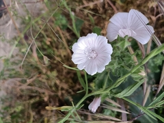 Malva hispanica