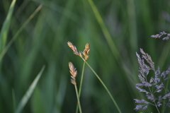 Carex bicknellii