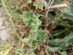 Malva hispanica