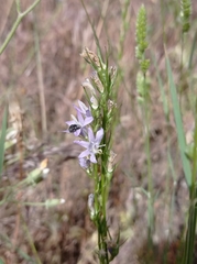 Campanula rapunculus