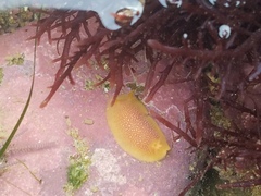 Doriopsilla albopunctata