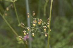 Thalictrum minus saxatile