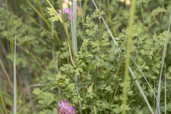 Thalictrum minus saxatile