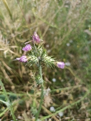 Carduus pycnocephalus