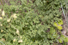 Thalictrum minus saxatile