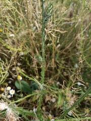 Carduus pycnocephalus