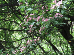 Crataegus × media