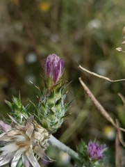 Carduus pycnocephalus