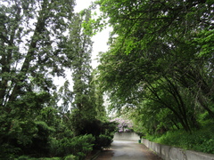 Crataegus × media