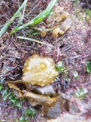 Colpomenia tuberculata