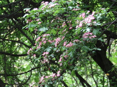 Crataegus × media