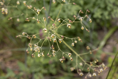 Thalictrum minus saxatile