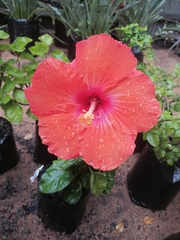 Hibiscus rosa-sinensis