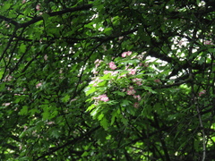 Crataegus × media