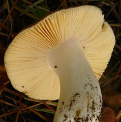 Russula neerimea