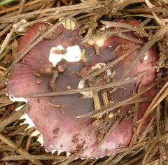 Russula purpureoflava