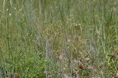 Thalictrum minus saxatile