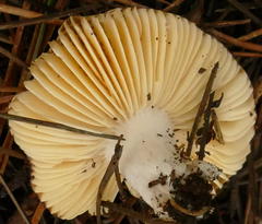 Russula purpureoflava