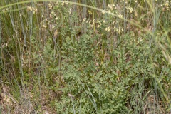 Thalictrum minus saxatile