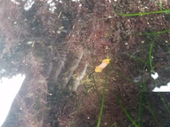 Doriopsilla albopunctata