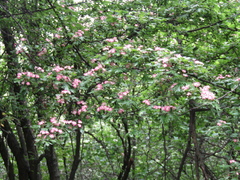Crataegus × media