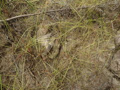 Isolepis distigmatosa